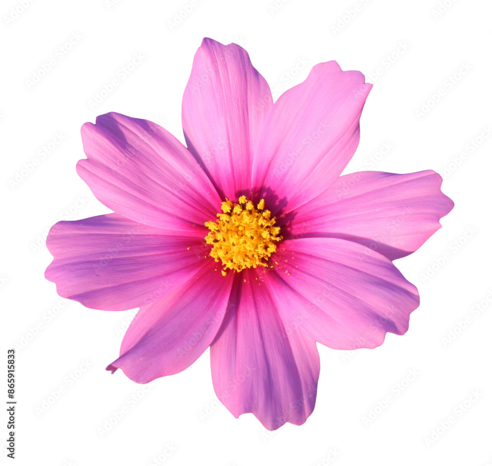 Beautiful Cosmos flower PNG Beautiful Cosmos flower PNG