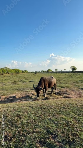 Vertical footage of buffalo grazing in the estuary and savanna of Baluran National Park, Situbondo, Indonesia. Golden hour ambiance on a sunny evening. Suitable for promotions for pet shops, vets, Wor