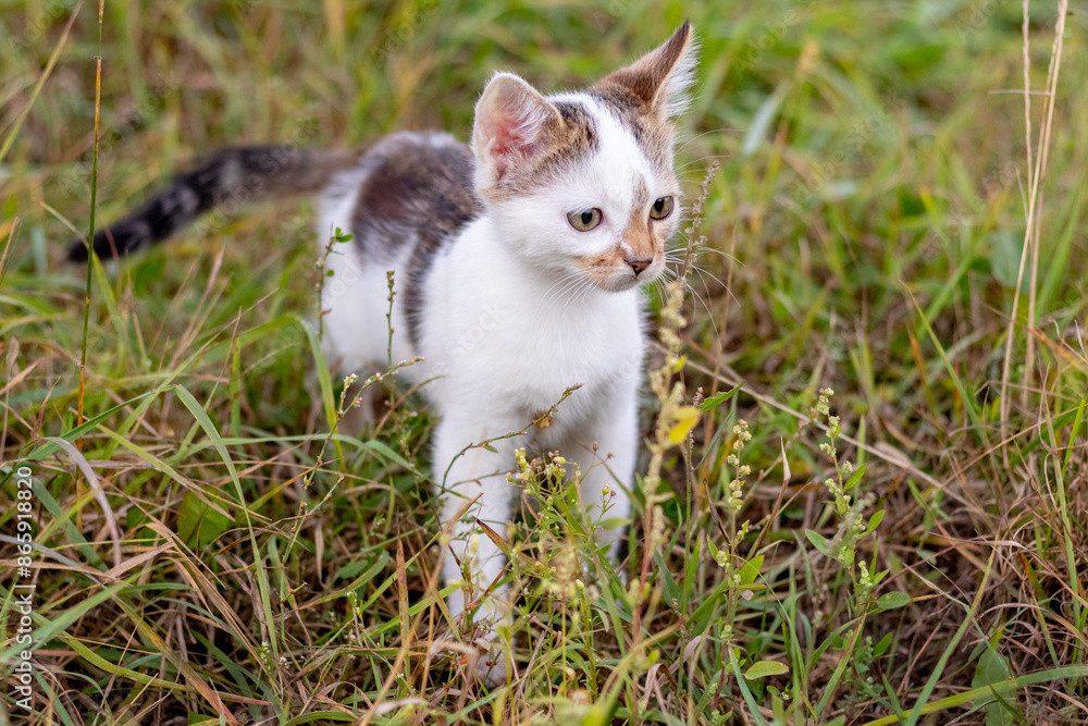 A small kitten carefully walks on the grass in the garden A small kitten carefully walks on the grass in the garden