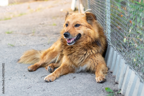 A cute brown dog rests on the asphalt near the fence