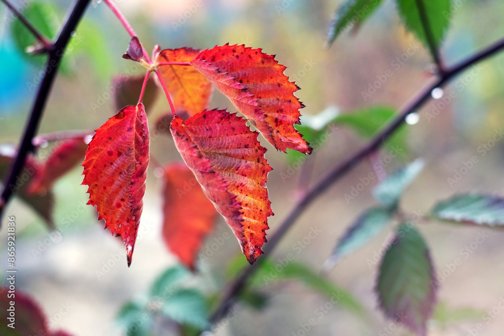 Blackberry branch with red and green autumn leaves on blurred background Blackberry branch with red and green autumn leaves on blurred background