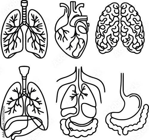 Human internal organs set Lungs kidneys stomach intestines continuous line art vector illustration generated by Ai