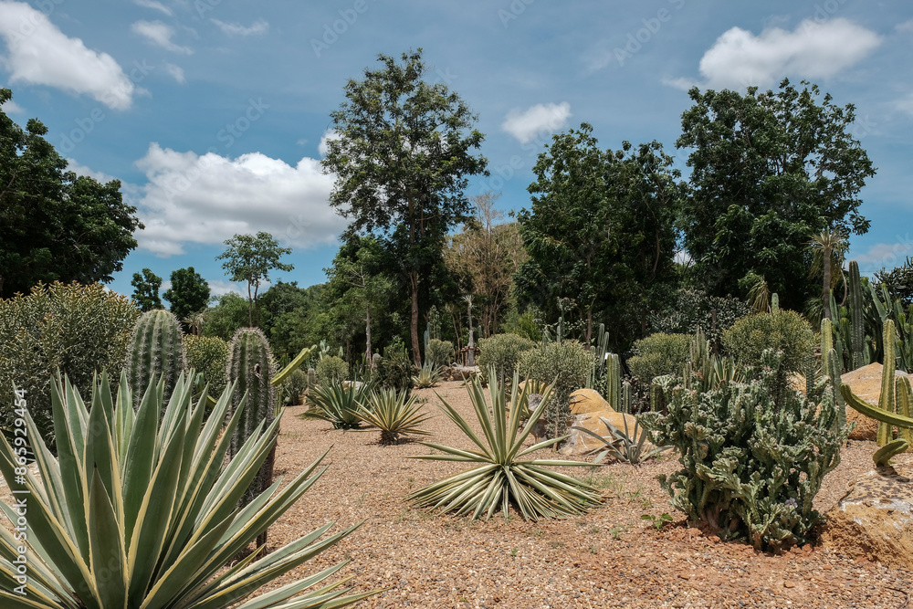 View of the beautiful Cactus garden View of the beautiful Cactus garden