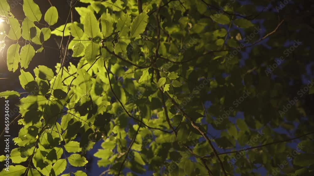 Tree leaves with Street lamp lit at night Tree leaves with Street lamp lit at night