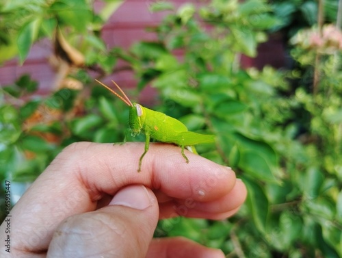 A green grasshopper perched on a human hand 