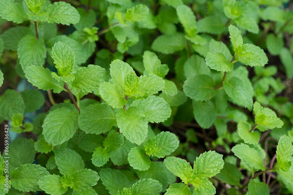 Mint leaves plant in organic vegetable garden closed up selective focus. Thai vegetable used for cooking add flavor and cool refreshing taste. Mint leaves plant in organic vegetable garden closed up selective focus. Thai vegetable used for cooking add flavor and cool refreshing taste.