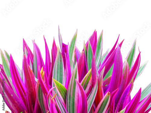 Tradescantia spathacea, also called the oyster plant, boatlily or Moses-in-the-cradle on a white background. Colorful leaves plant.  photo