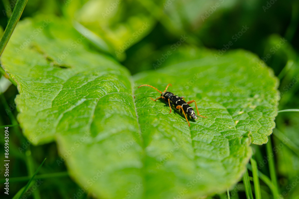 Plagionotus arcuatus on a green leaf. Plagionotus arcuatus on a green leaf.