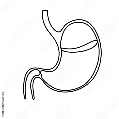 Human stomach one line art drawing 