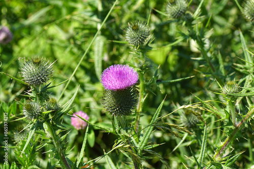 Red-purple flower and buds of spear thistle, common thistle (Cirsium vulgare), family Asteraceae. Blurred background. June, Netherlands