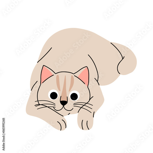 Cute cat concept. Adorable domestic british shorthair cat. Fluffy creme kitten lying. Cartoon flat vector illustration isolated on white background