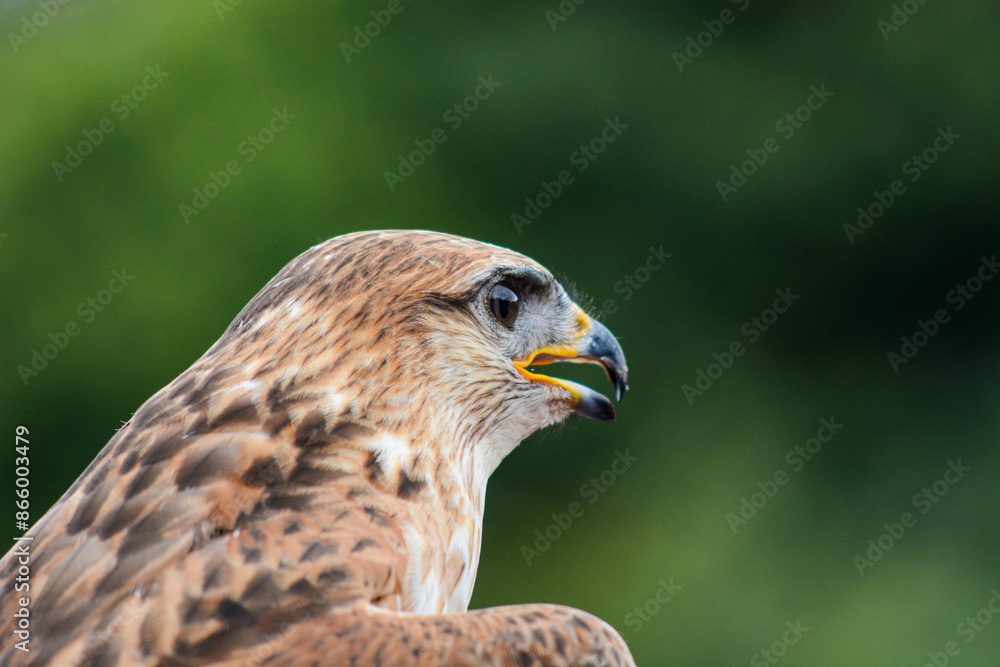 a black kite hawk isoltaed on a green foliage background a black kite hawk isoltaed on a green foliage background