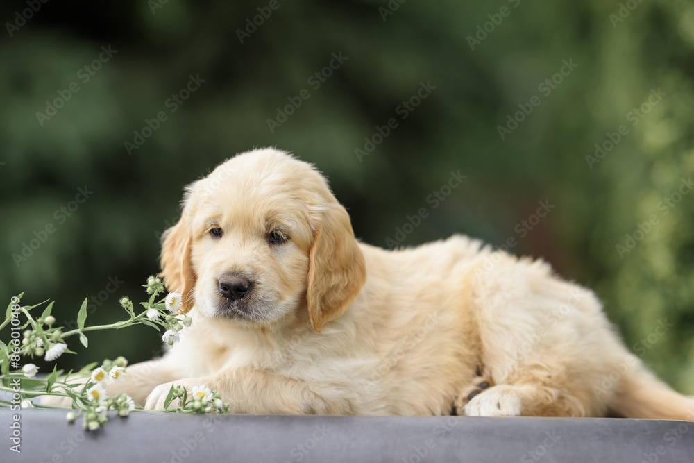 newborn puppy dog golden retriever labrador 1 month with a bouquet of flowers sits in nature in summer at sunset. Birthday gift card
newborn puppy dog golden retriever labrador 1 month with a bouquet of flowers sits in nature in summer at sunset. Birthday gift card