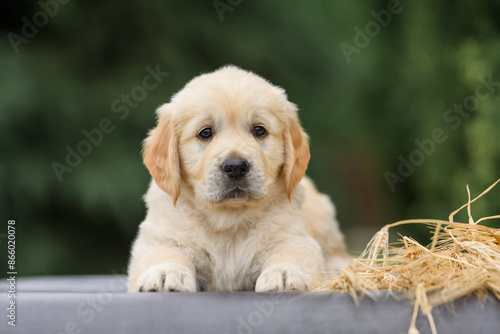 newborn puppy dog ​​golden retriever labrador 1 month with a bouquet of flowers sits in nature in summer at sunset. Birthday gift card 