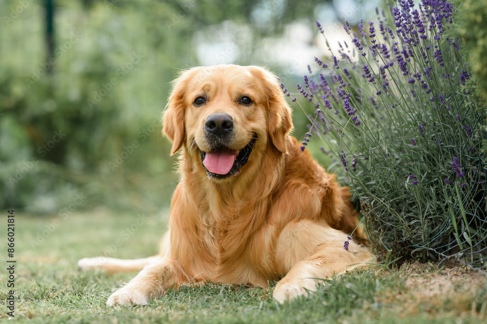 newborn puppy dog golden retriever labrador 1 month with a bouquet of flowers sits in nature in summer at sunset. Birthday gift card newborn puppy dog golden retriever labrador 1 month with a bouquet of flowers sits in nature in summer at sunset. Birthday gift card