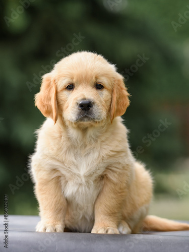 newborn puppy dog ​​golden retriever labrador 1 month with a bouquet of flowers sits in nature in summer at sunset. Birthday gift card 