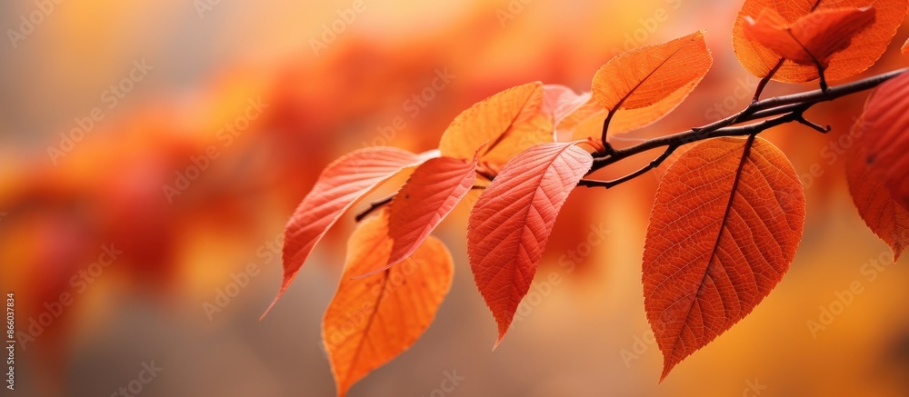 Autumn leaves depicted in an extreme close-up with a copy space image. Autumn leaves depicted in an extreme close-up with a copy space image.