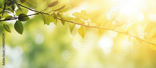 A background featuring blurred foliage and summer sunlight, ideal for text or advertisements with plenty of copy space image. photo