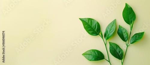 Three green, narrow leaves ...