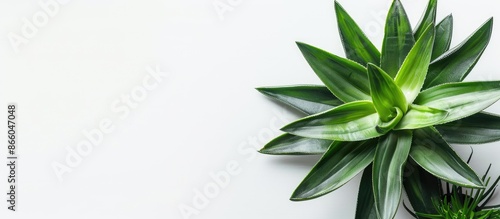 Top view of green house pla...