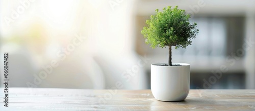 Small tree in a pot on the ...