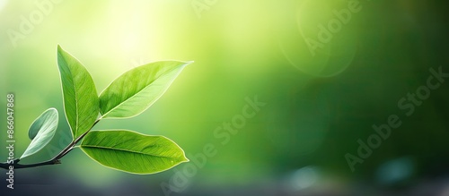 A close-up image of a green...