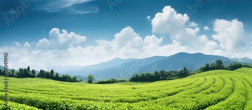 Green tea plantation under ...