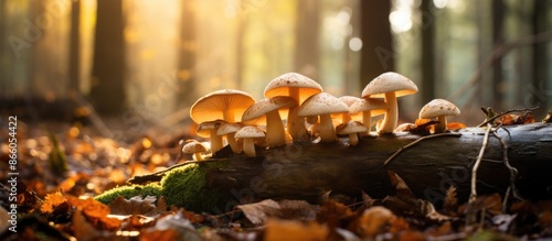 Forest mushrooms are discov...