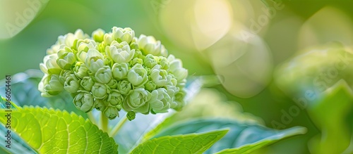 Selective focus image of a ...