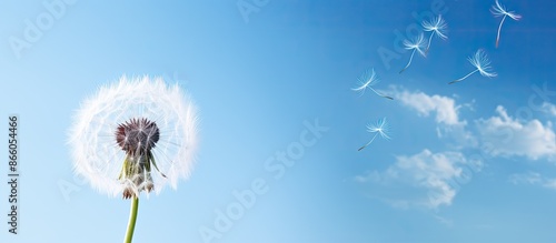 A dandelion seed head with ...