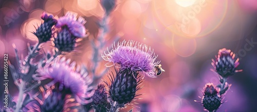 A blooming bull thistle pla...