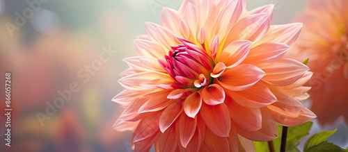 Close-up photo of a dahlia ...