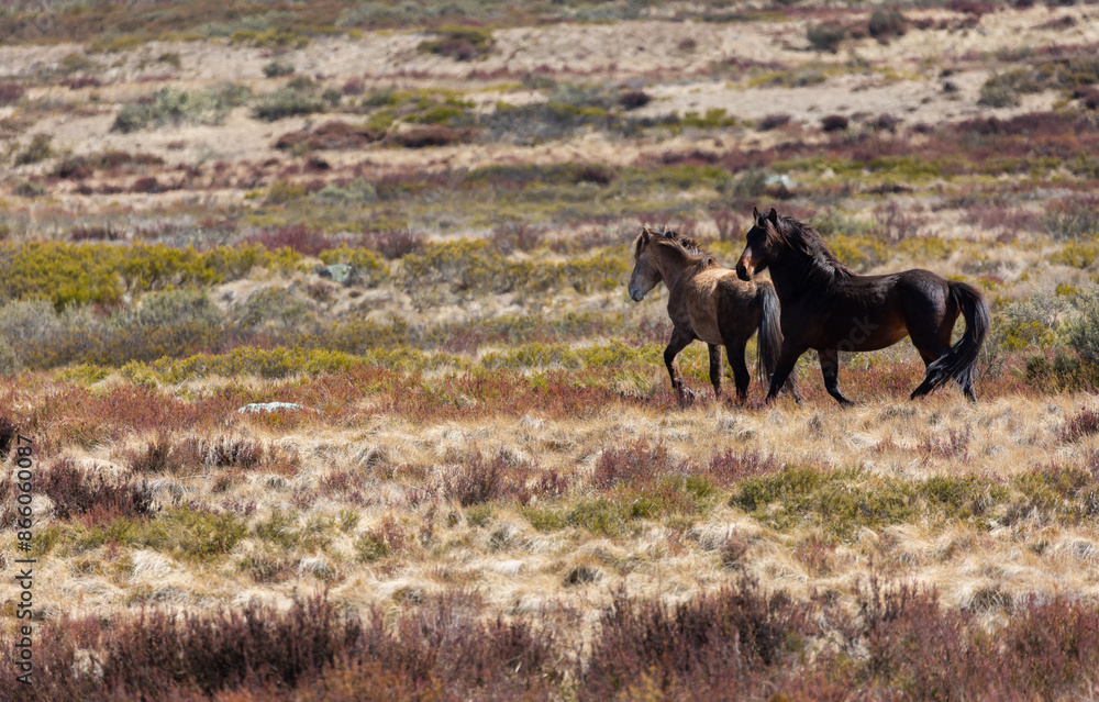 Wild (feral) Snowy Mountains brumbies in open grassland Wild (feral) Snowy Mountains brumbies in open grassland