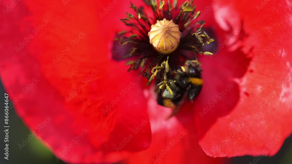 Bumblebee visiting a red poppy flower Bumblebee visiting a red poppy flower