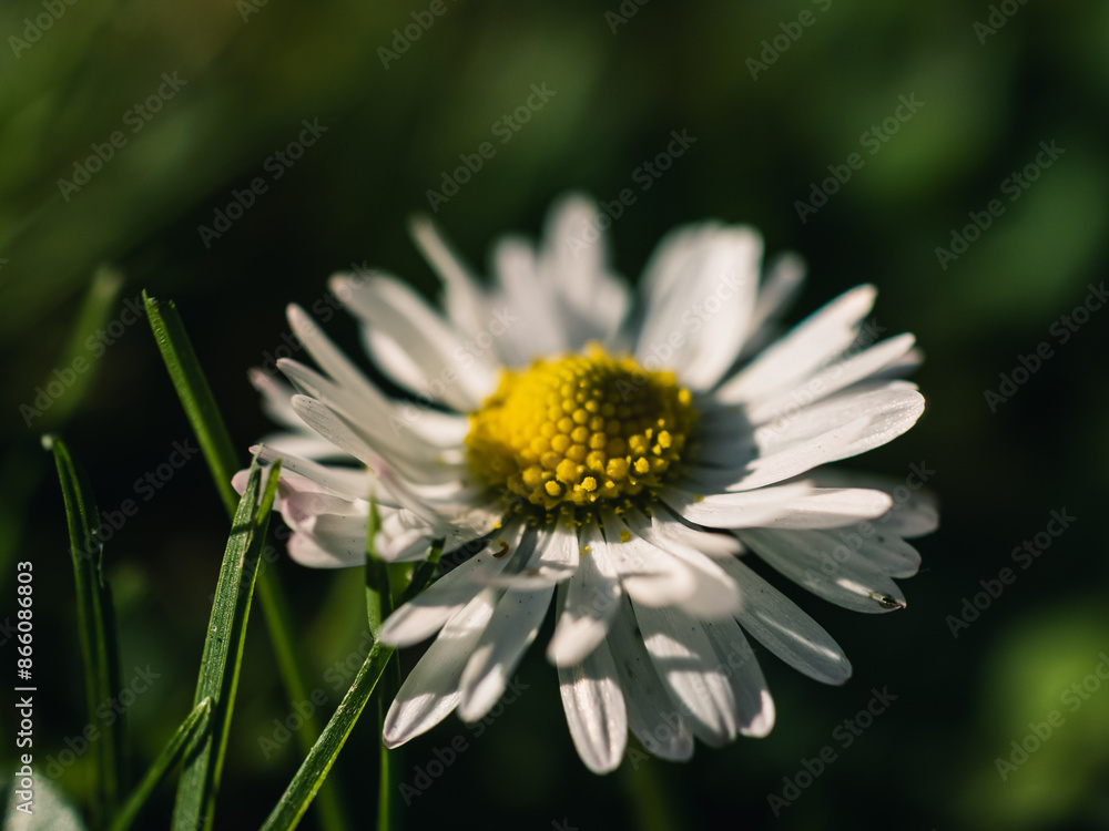 Fototapeta premium Close up of a daisy