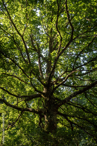 Quercus robur. Common or sessile oak. Trunk and branches covered in leaves.