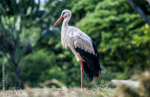 stork bird at zoo