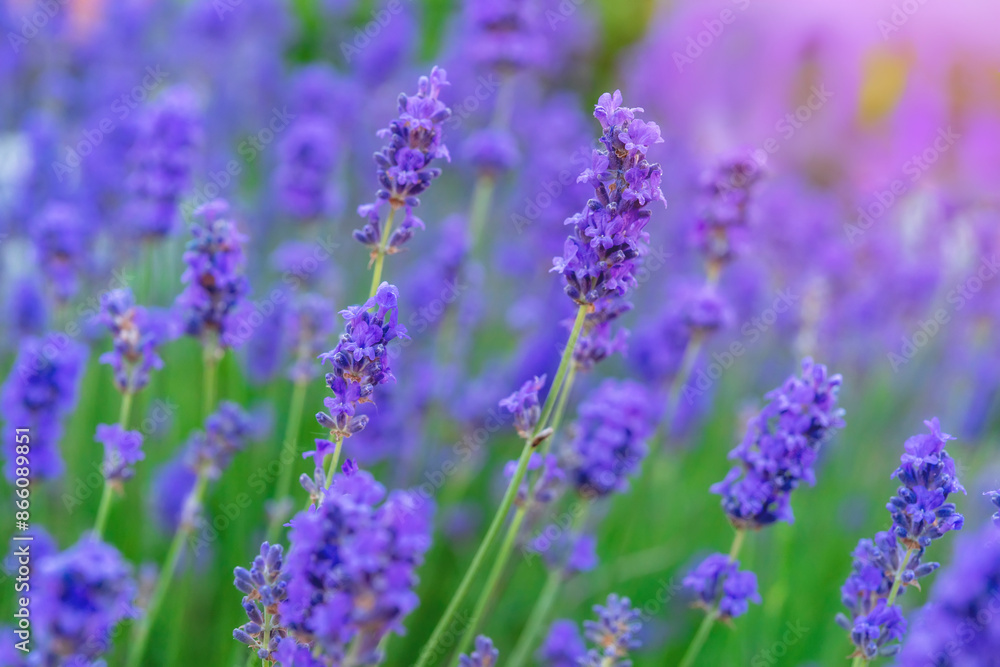 Close Up of Lavender Flowers Blooming in Field on Sunny Day Close Up of Lavender Flowers Blooming in Field on Sunny Day