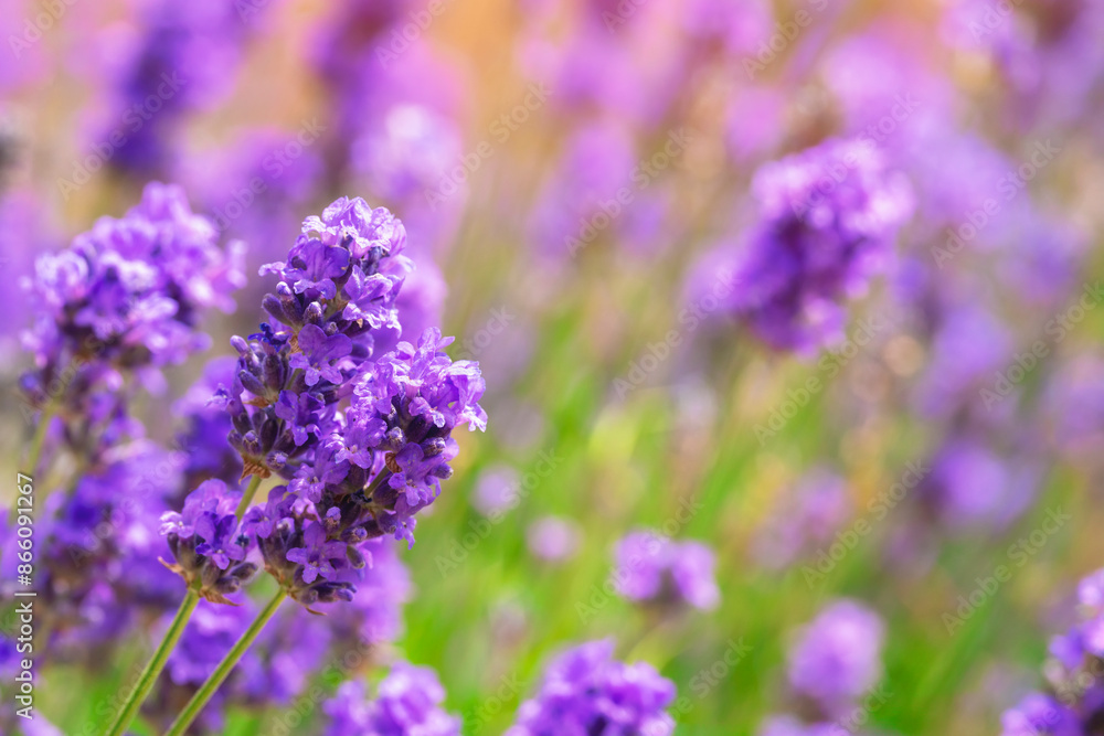 Obraz premium Close Up of Lavender Flowers in Field on Sunny Day