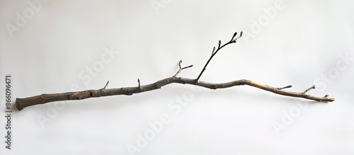 A solitary branch or stick against a plain white background for a copy space image.