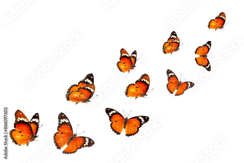 Beautiful monarch butterfly isolated on white background. Set of Big Monarch butterflies, isolated on white background. Tawny Coster (Acraea violae) Acraea terpsicore.