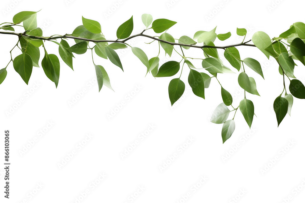 Minimalist Hanging Green Branches Minimalist Hanging Green Branches