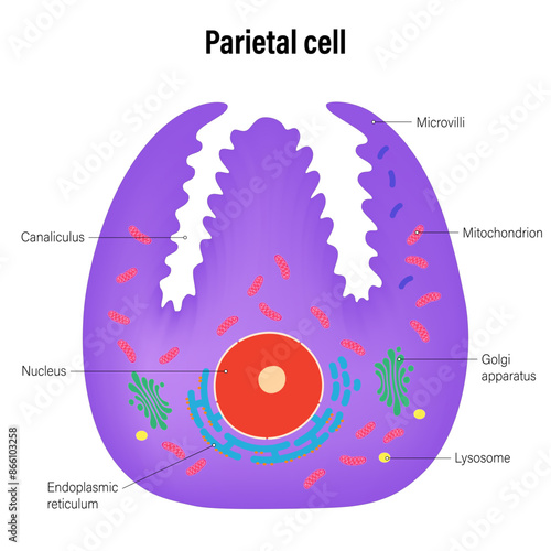 The Parietal cell of the stomach wall vector. Types of secretory cells in gastric glands.