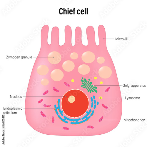 The Chief cell of the stomach wall vector. Types of secretory cells in gastric glands.
