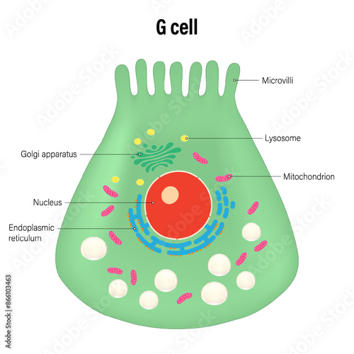 The G cell of the stomach wall vector. Types of secretory cells in gastric glands.