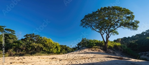 Scenic view with a sandy hilltop, trees in the background, and a blue sky, perfect for a copy space image. © Ilgun