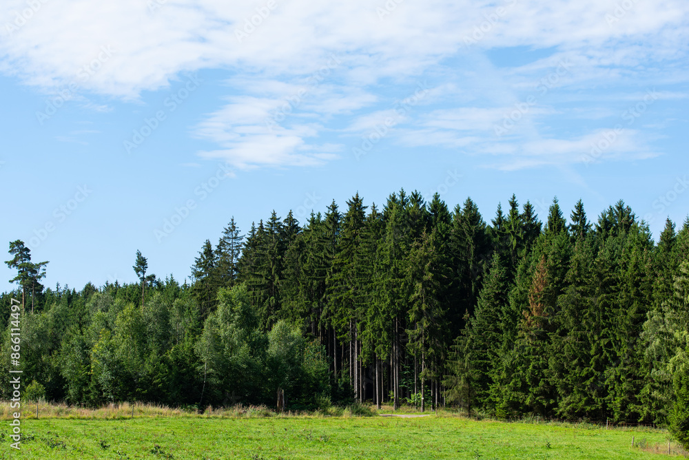 Fototapeta premium Der Wald als Ökosystem in einer Panoramaaufnahme