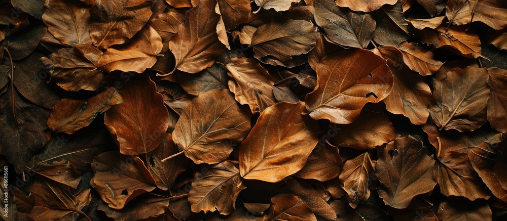 Dried leaves provide a great backdrop for various uses, providing a versatile copy space image. Dried leaves provide a great backdrop for various uses, providing a versatile copy space image.