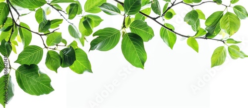 A branch with lush green leaves against a white background with copy space image.