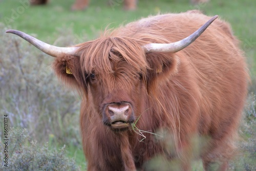 scottish highland cow